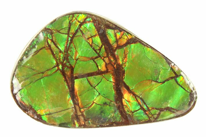 Iridescent Ammolite (Fossil Ammonite Shell) - Alberta #279947